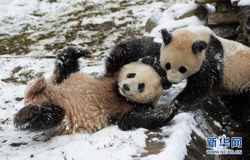 Les pandas jouent avec de la neige