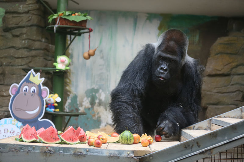 Mort à 44 ans du plus vieux gorille de Chine au zoo de Jinan