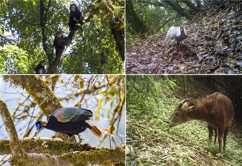 Les patrouilleurs aident à préserver l'aspect sauvage de la vie dans le Yunnan