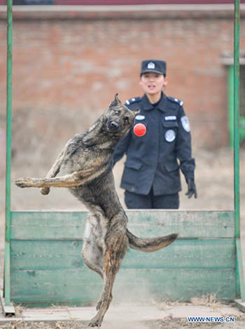 Les chiens policiers rejoignent les patrouilles dans les gares pour assurer la sécurité des passagers