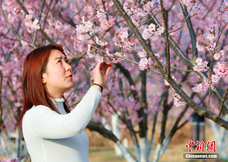 Le public admire des cerisiers en fleurs à Zhijiang, dans la province du Hubei