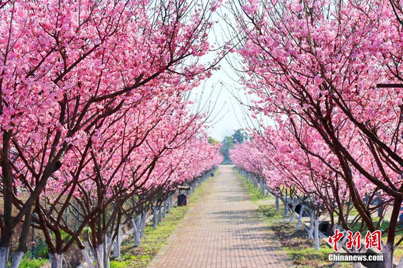 Le public admire des cerisiers en fleurs à Zhijiang, dans la province du Hubei