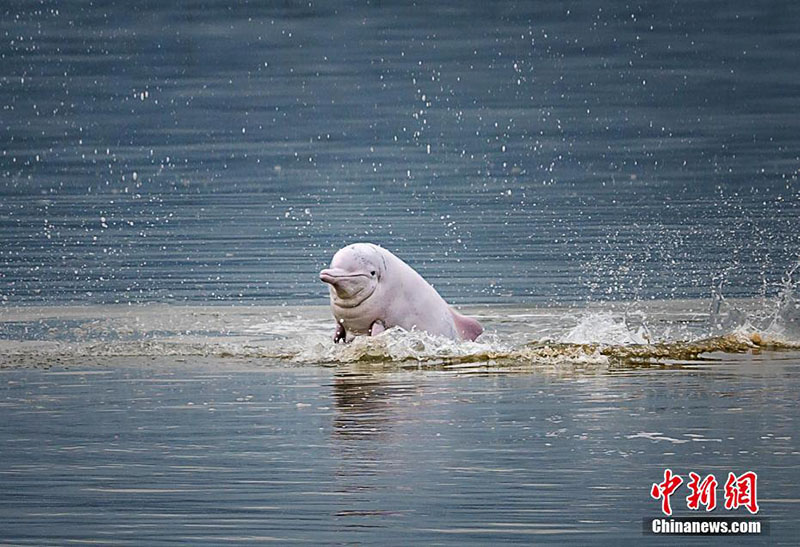 Des ? pandas géants marins ? jouent dans les eaux du Fujian