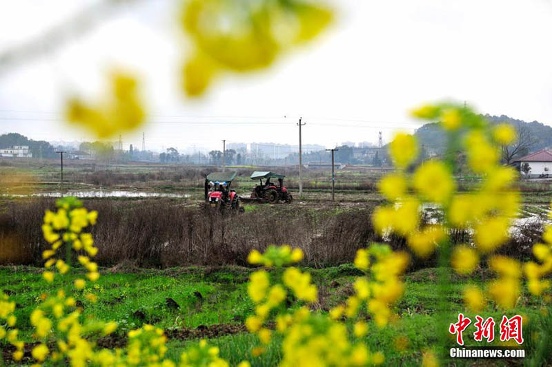 Les travaux agricoles du printemps ont commencé dans le sud de la Chine, des photos aériennes montrent des champs pleins de vie