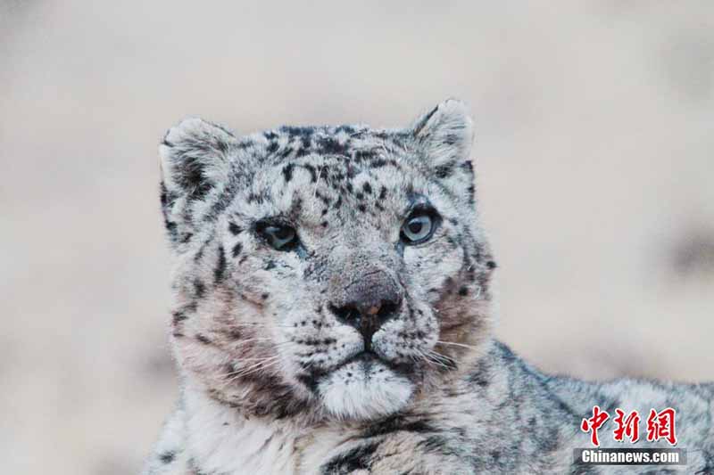 Un gardien écologique de la génération post-95 prend des photos de panthères des neiges