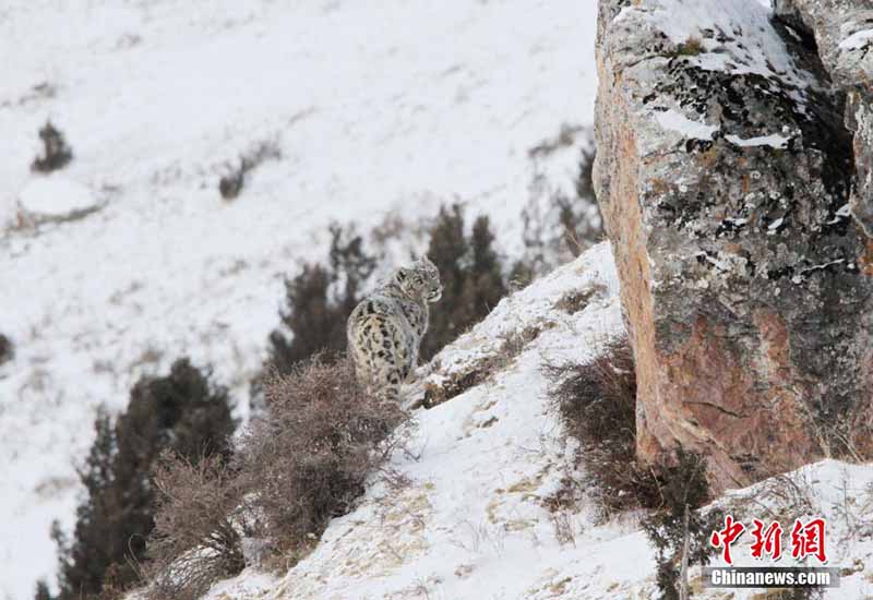 Un gardien écologique de la génération post-95 prend des photos de panthères des neiges