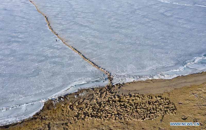 La migration annuelle des moutons du village de Dowa, au Tibet