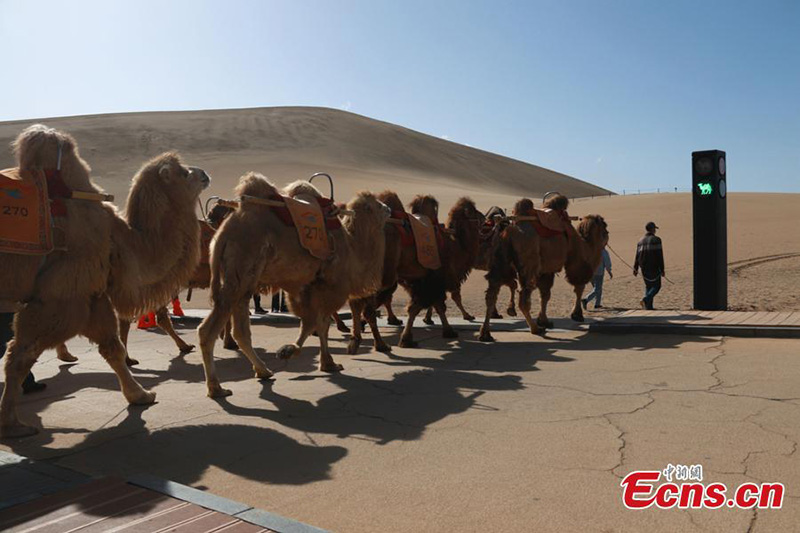 Un feu de circulation pour les chameaux mis en service dans le Gansu