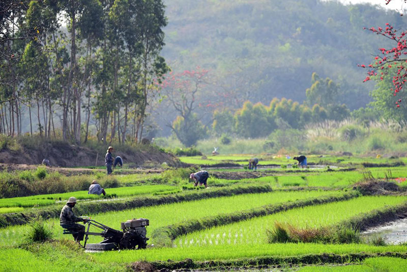 La Chine a accompli des miracles verts grace aux efforts continus