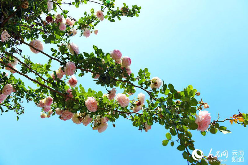 Au bord du lac Yangzong, dans la province du Yunnan, des roses fleurissent pour enivrer les gens