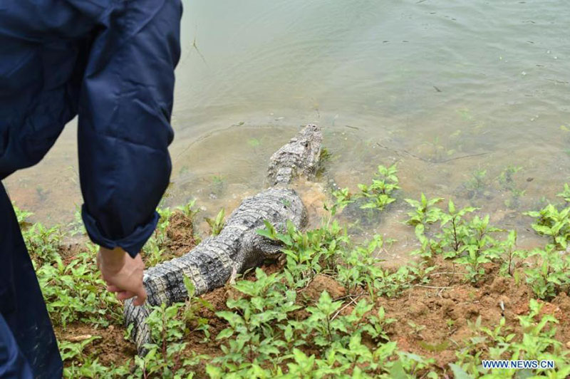 Des alligators du Yangtsé élevés artificiellement relachés dans l'Anhui