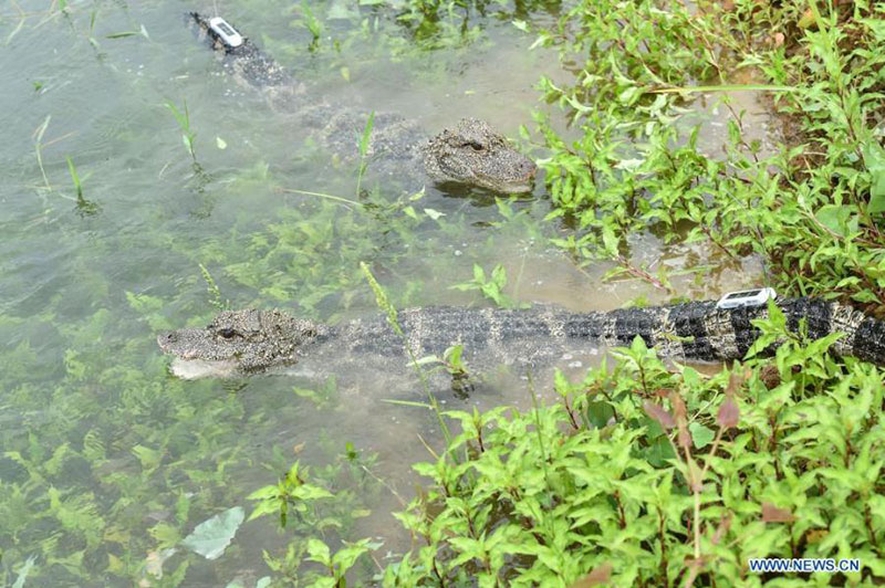 Des alligators du Yangtsé élevés artificiellement relachés dans l'Anhui