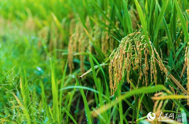 Des scientifiques chinois développent une variété de riz pouvant être récoltée plusieurs fois sans devoir être plantée une deuxième fois