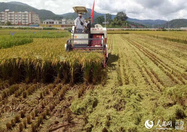 Des scientifiques chinois développent une variété de riz pouvant être récoltée plusieurs fois sans devoir être plantée une deuxième fois