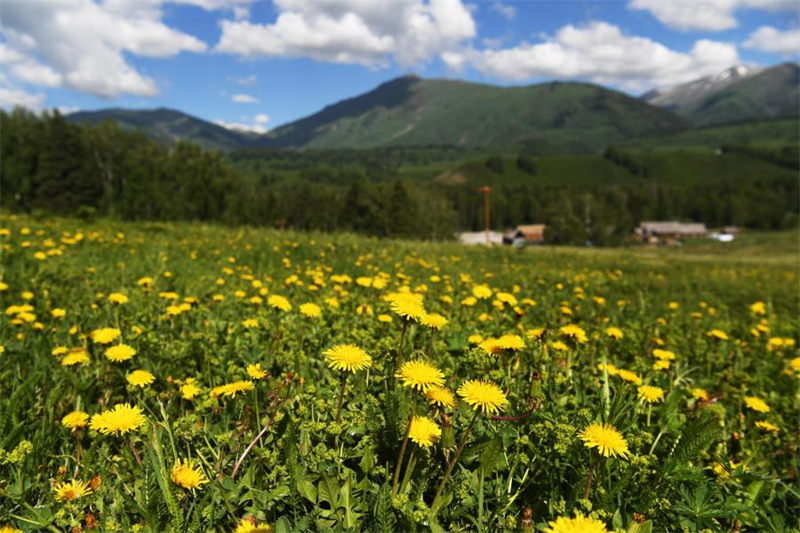 Chine : paysage de Kanas au Xinjiang