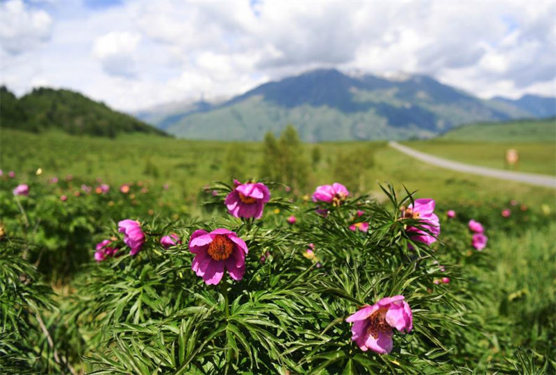 Chine : paysage de Kanas au Xinjiang