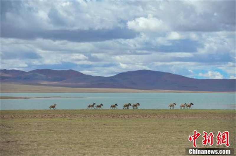 Les ? lutins ? de la prairie de Qiangtang, dans la région autonome du Tibet