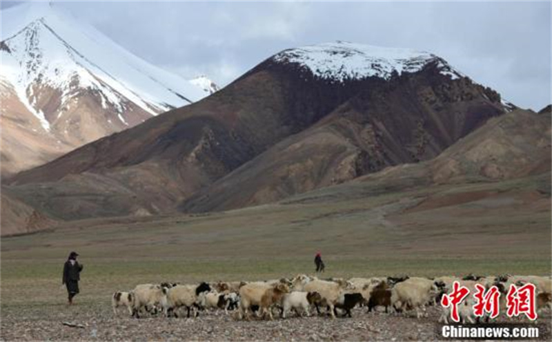 Les ? lutins ? de la prairie de Qiangtang, dans la région autonome du Tibet