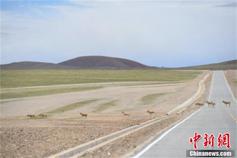 Les ? lutins ? de la prairie de Qiangtang, dans la région autonome du Tibet