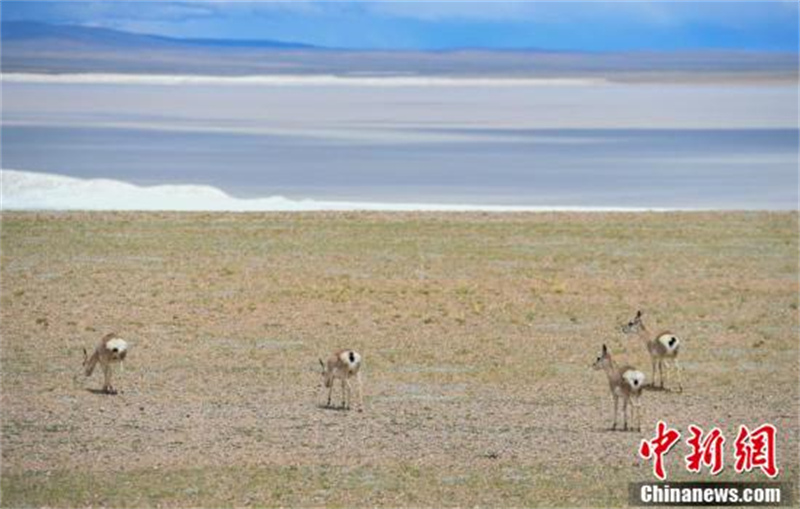 Les ? lutins ? de la prairie de Qiangtang, dans la région autonome du Tibet