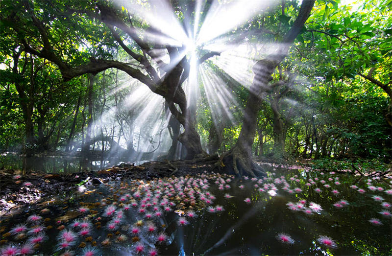 Hainan : les fleurs de barringtonia sont en pleine floraison et parfumées dans le vieux village de Qili