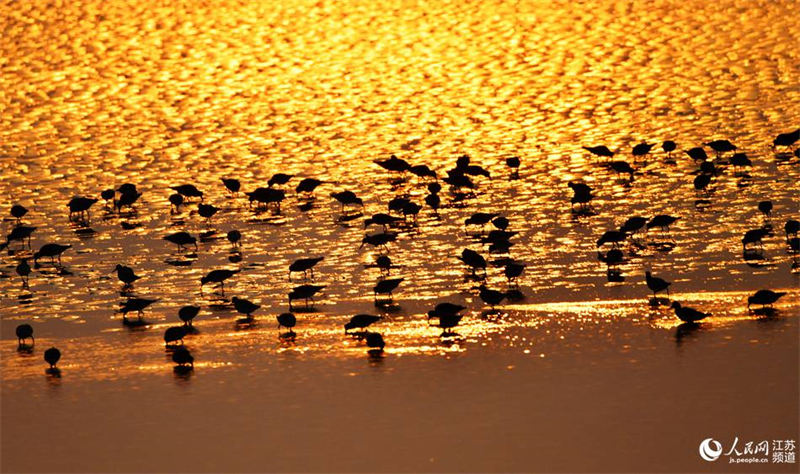 Tiaozini, un paradis pour les oiseaux migrateurs dans l'est de la Chine