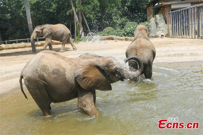 Les animaux d'un parc animalier du Jiangsu profitent de journées d'été ? fra?ches ?