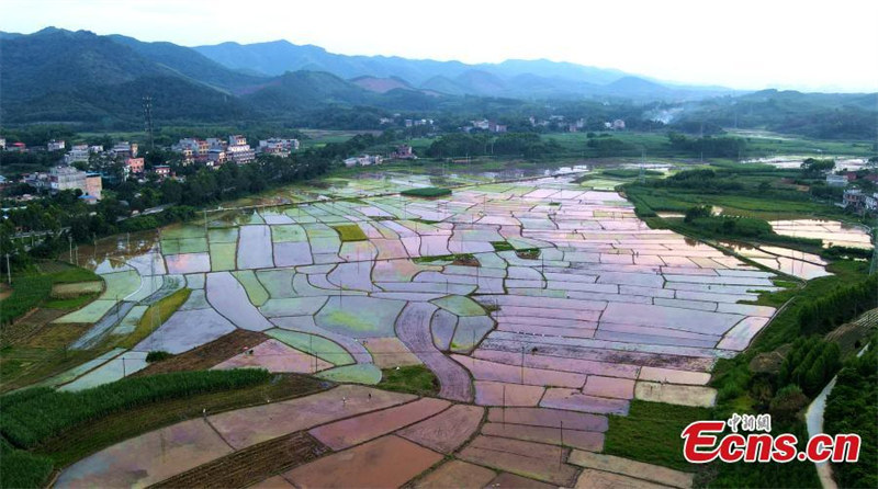 Les magnifiques rizières du Guangxi au crépuscule