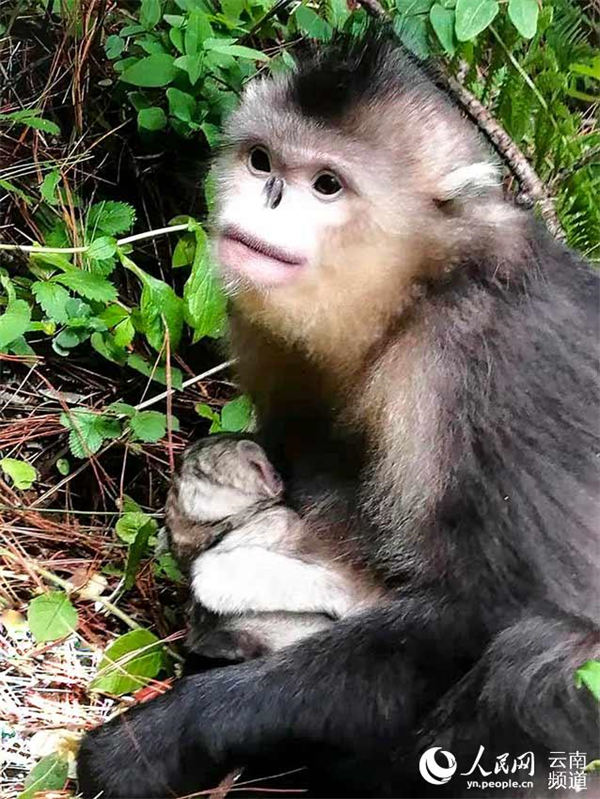 Un singe au nez retroussé du Yunnan est né dans une réserve naturelle du sud-ouest de la Chine