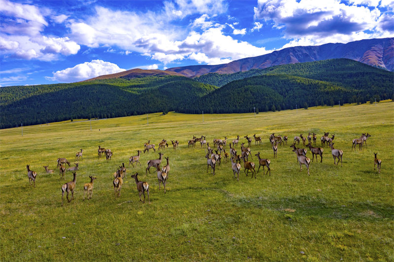 Des prairies luxuriantes et des cerfs élaphes en troupeaux à Hami, dans le Xinjiang