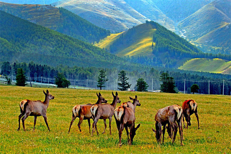 Des prairies luxuriantes et des cerfs élaphes en troupeaux à Hami, dans le Xinjiang