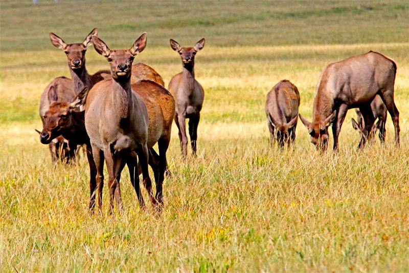 Des prairies luxuriantes et des cerfs élaphes en troupeaux à Hami, dans le Xinjiang