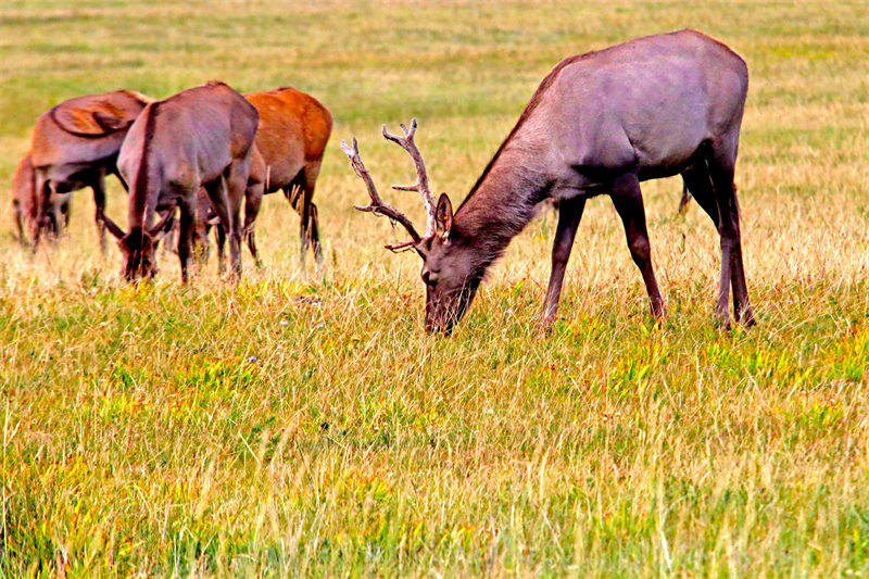 Des prairies luxuriantes et des cerfs élaphes en troupeaux à Hami, dans le Xinjiang