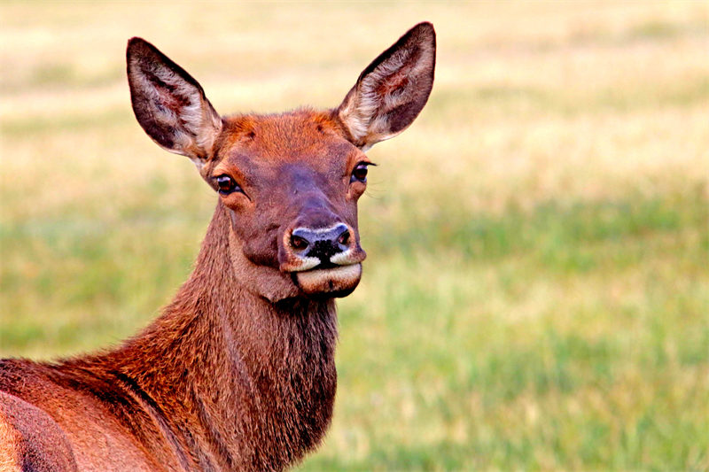 Des prairies luxuriantes et des cerfs élaphes en troupeaux à Hami, dans le Xinjiang