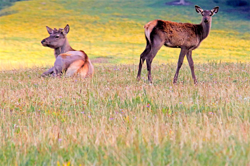 Des prairies luxuriantes et des cerfs élaphes en troupeaux à Hami, dans le Xinjiang