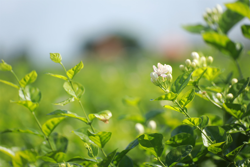 Guangxi : le jasmin de Hengzhou parfume le monde