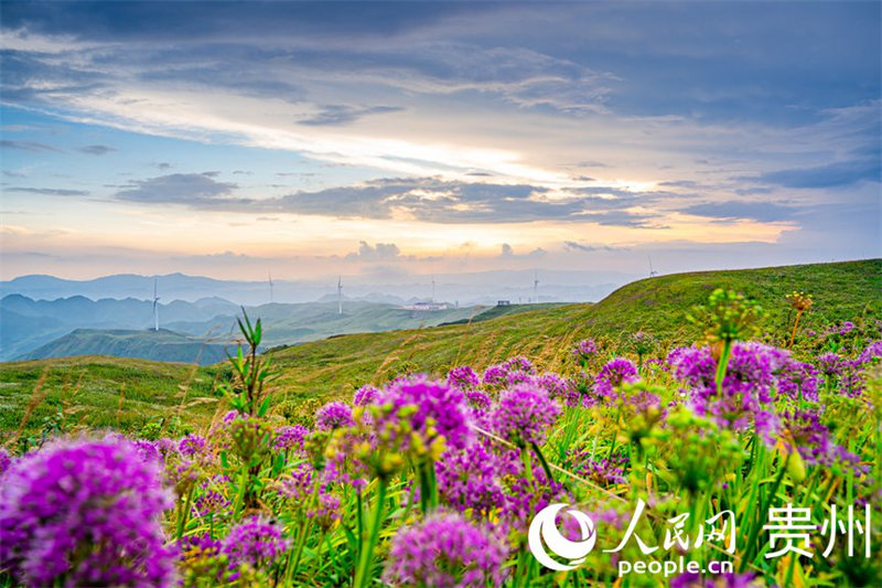 Guizhou : dix mille mu de ciboulette chinoise fleurissent, attirant les visiteurs