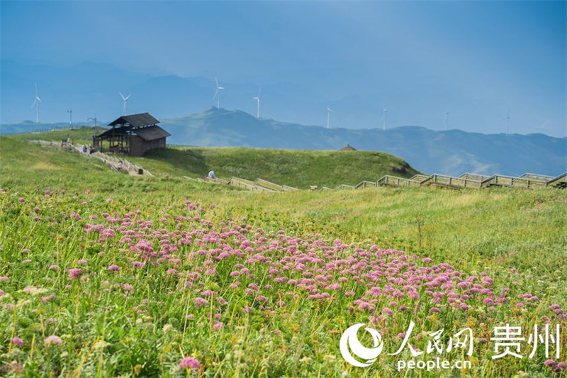 Guizhou : dix mille mu de ciboulette chinoise fleurissent, attirant les visiteurs