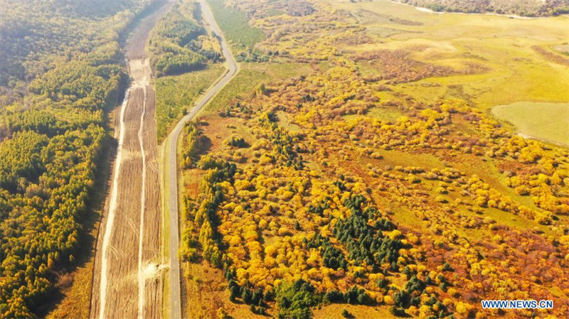 Chine: paysage automnal de la ferme forestière de Saihanba au Hebei