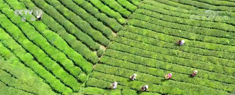 La construction d'une zone touristique de la culture du thé dans le village de Wujiatai, dans le Hubei