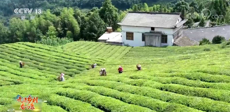 La construction d'une zone touristique de la culture du thé dans le village de Wujiatai, dans le Hubei