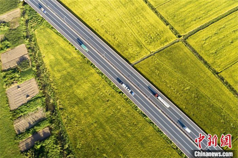 Le long des autoroutes chinoises : l'autoroute Jiujiang-Jingdezhen traverse des rizières dorées