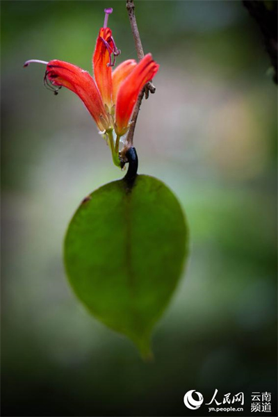 Yunnan : à la découverte de petites fleurs étonnantes qui poussent dans la forêt de Gengma, à Lincang