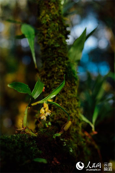 Yunnan : à la découverte de petites fleurs étonnantes qui poussent dans la forêt de Gengma, à Lincang