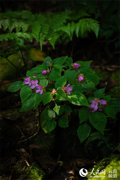 Yunnan : à la découverte de petites fleurs étonnantes qui poussent dans la forêt de Gengma, à Lincang