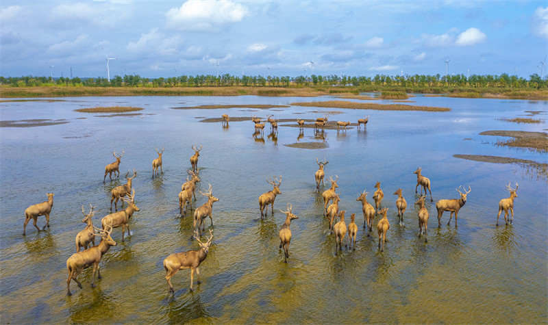 Jiangsu : le beau paysage des cerfs heureux de Dongtai