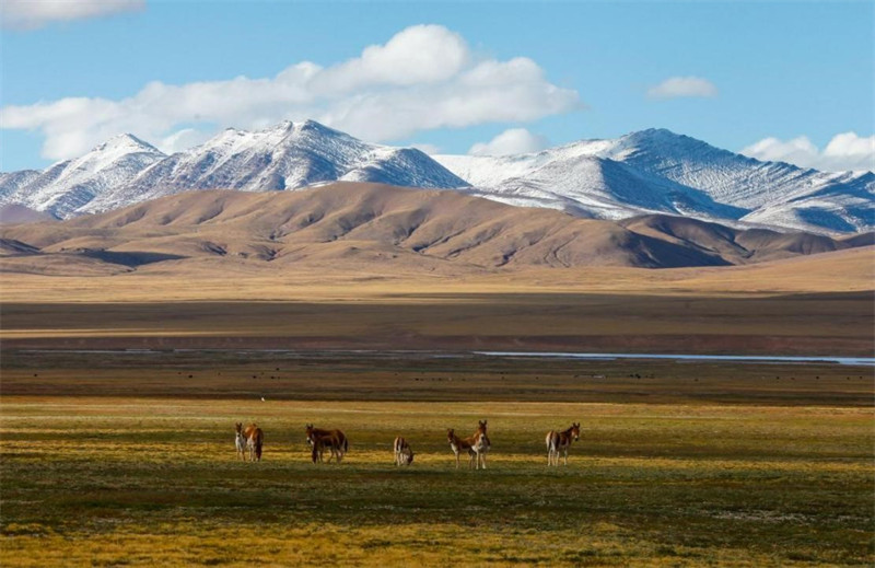 Des anes sauvages tibétains cherchent à manger dans le parc national de la zone de Sanjiangyuan dans la province du Qinghai (dans le nord-ouest de la Chine). (Han Jiajun/Pic.people.com.cn)