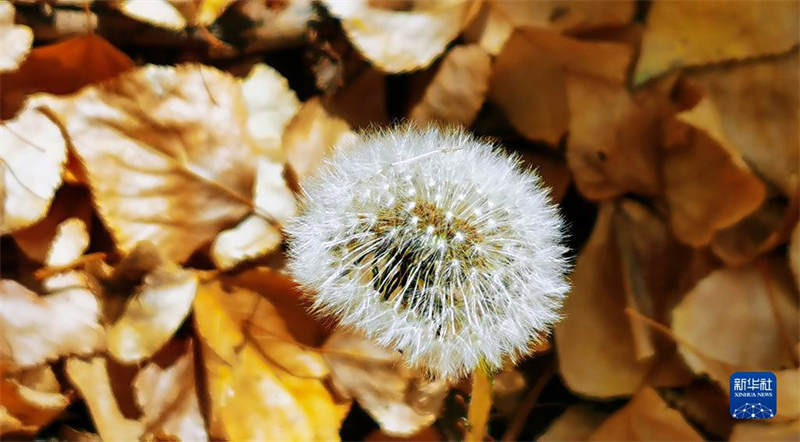 Tibet : feuilles d'automne sur le plateau doré