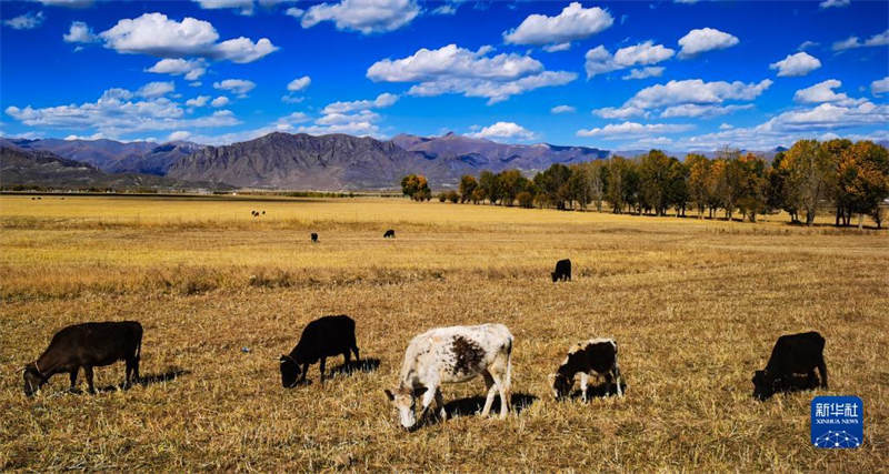 Tibet : feuilles d'automne sur le plateau doré