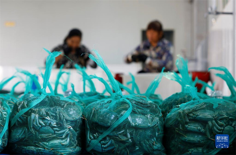 La pêche des crabes à la fin de l'automne à Sihong, dans la province du Jiangsu